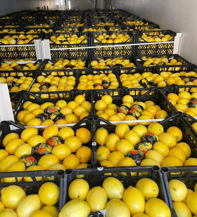 Fruits